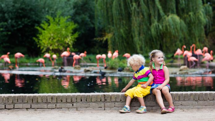 Children watching animals at the zoo
