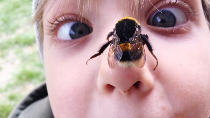 Close-Up Portrait Of Boy With Honey Bee On Nose zomerse ongelukjes kind