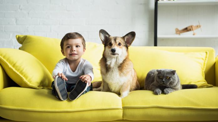 boy sitting on yellow sofa with welsh corgi dog and scottish fold cat huisdieren kleine kinderen