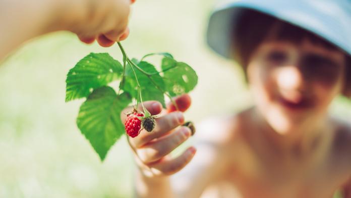 Child Boy Hands Touch And Take Fresh Raspberries With Green Leaves From His Mother's Hand At Garden. bessenstruik