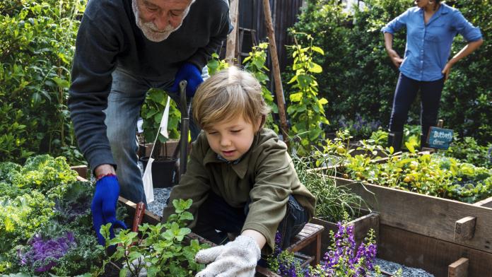 Family planting vegetable from backyard garden moestuinieren tuinieren kinderen lessen