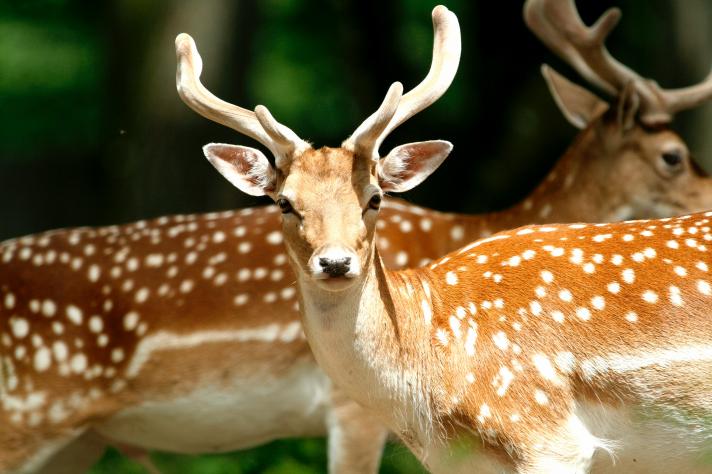 Marselisborg Deer Park