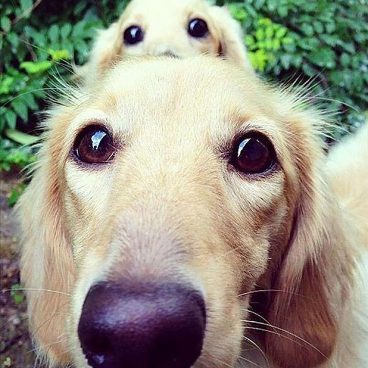 Honden en hun mini-me
