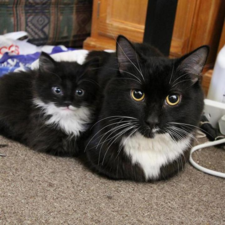 cute: katten en hun mini-me