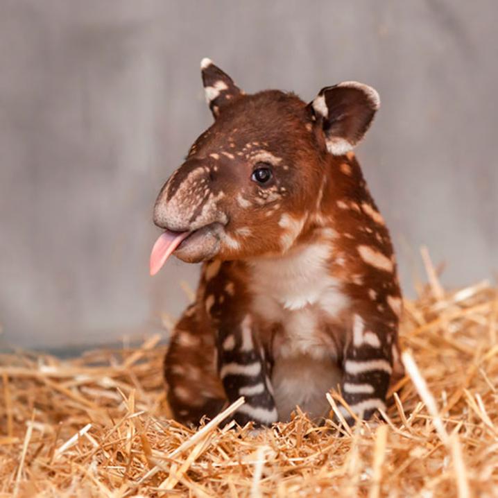 Bébé tapir
