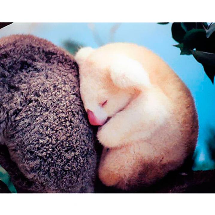 Bébé koala albinos
