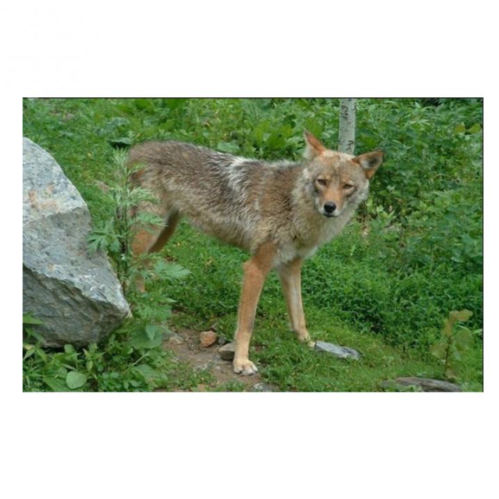 Coywolf