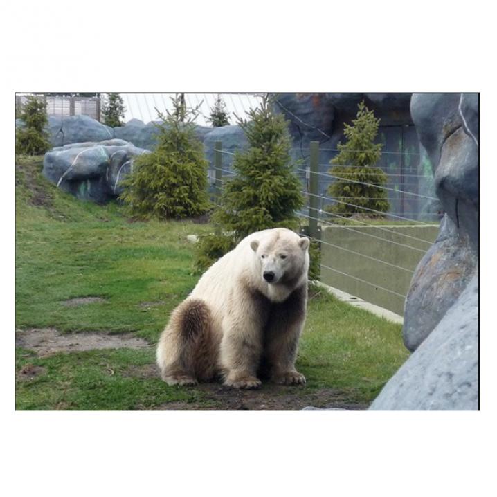 Grolar Bear