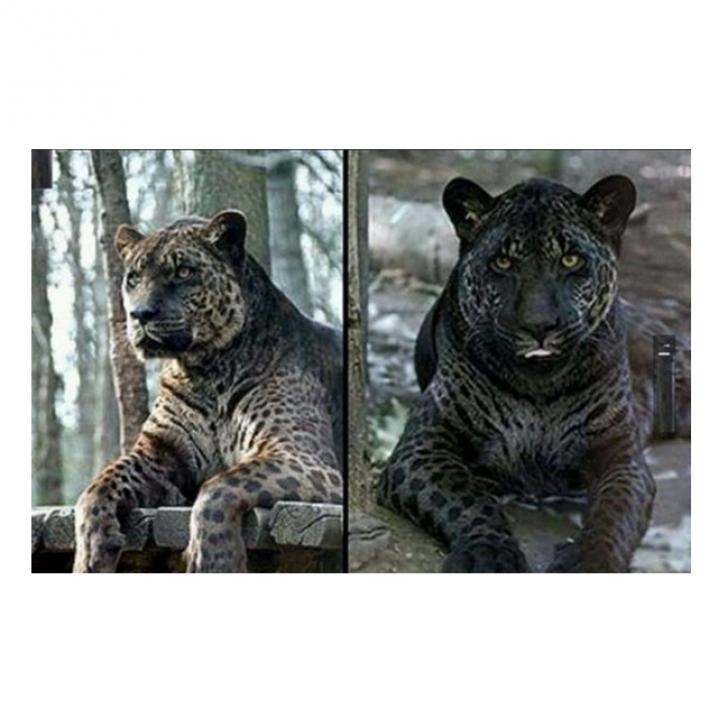 Jaglion