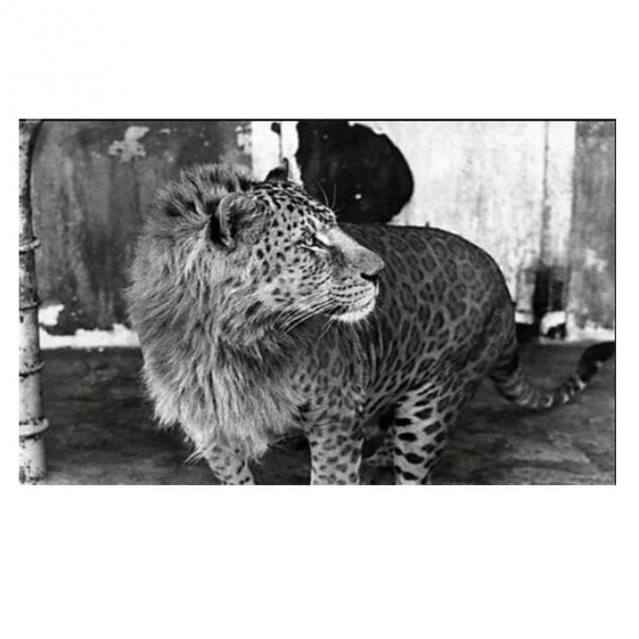 Leopon