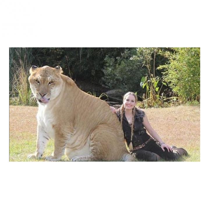 Liger