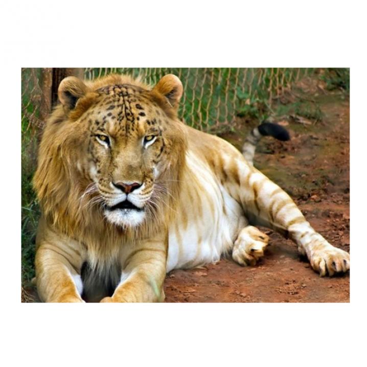 Tigo