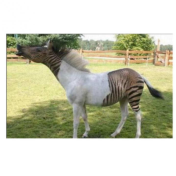 Zebroid