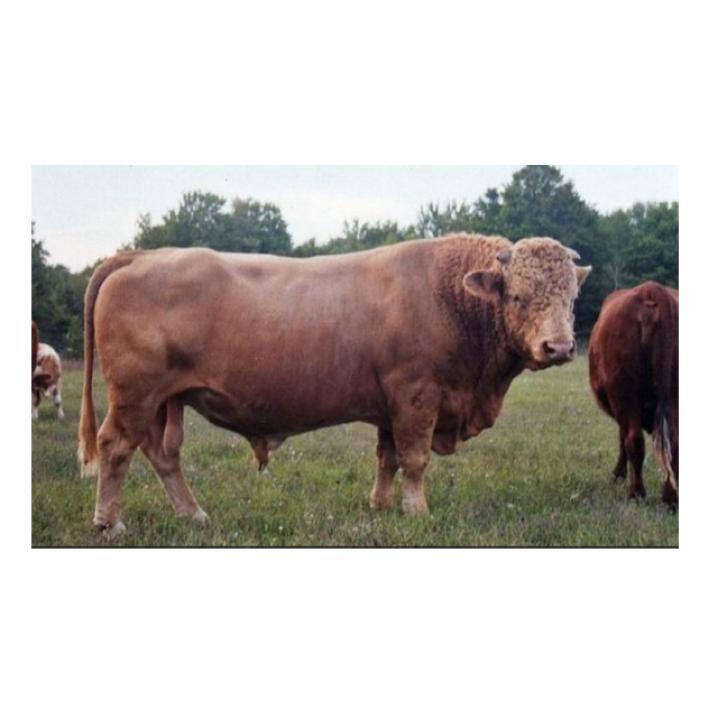 Beefalo