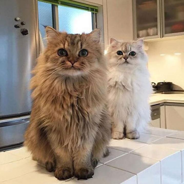 Dit zijn 13 van de meest fluffy katten ter wereld