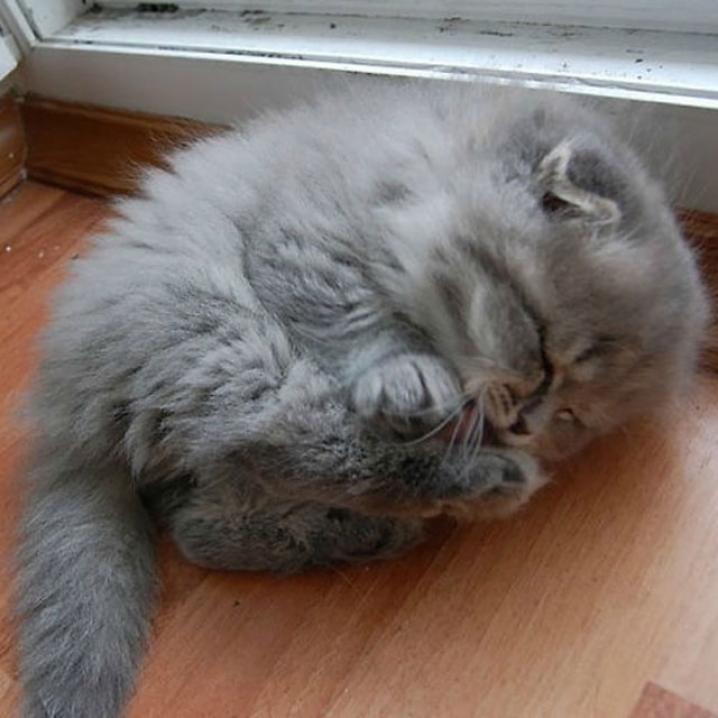 Dit zijn 13 van de meest fluffy katten ter wereld