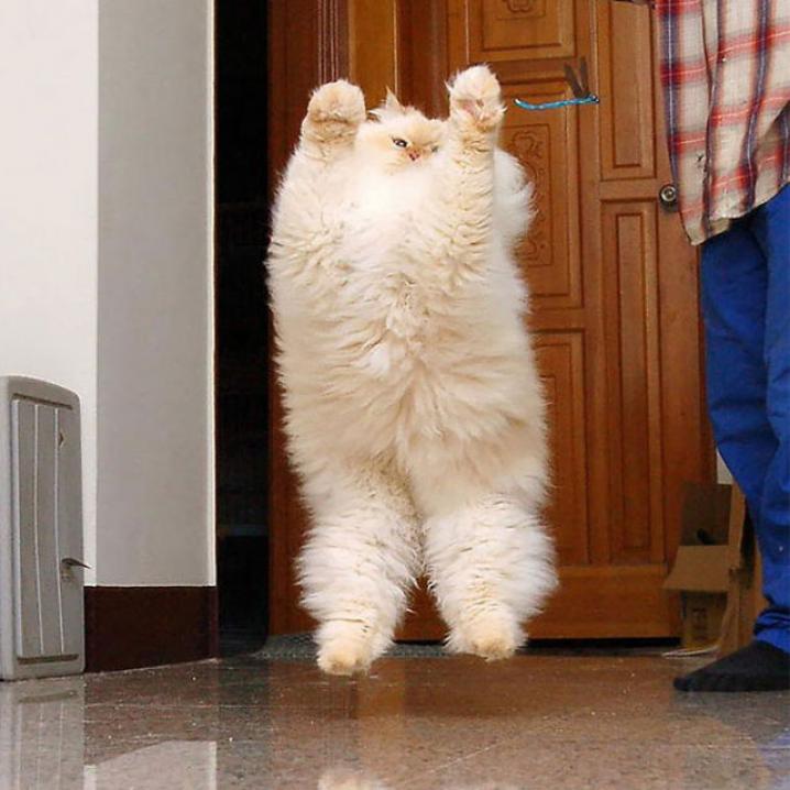 Dit zijn 13 van de meest fluffy katten ter wereld