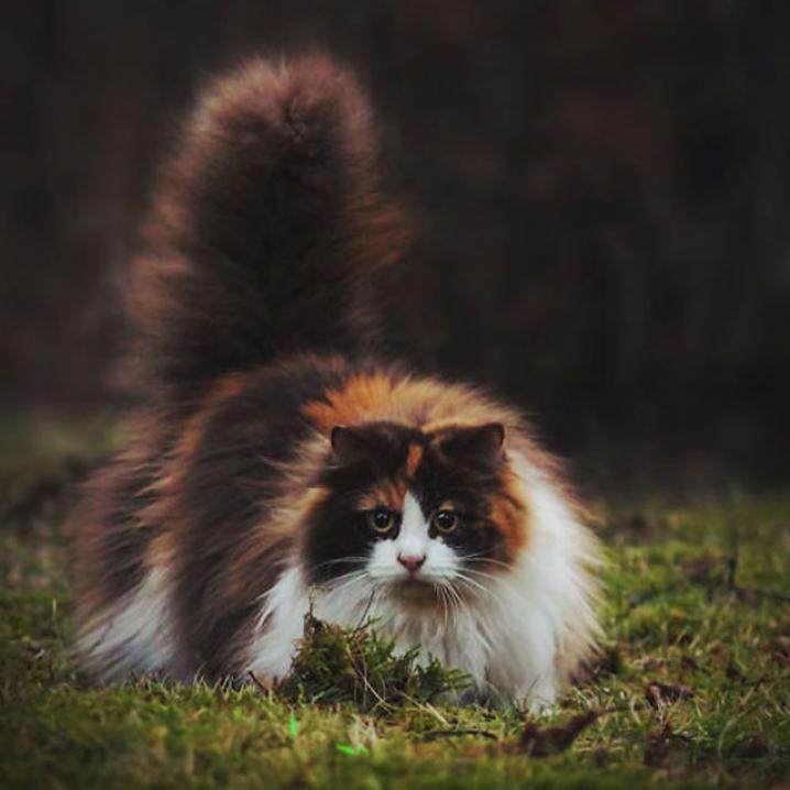 Dit zijn 13 van de meest fluffy katten ter wereld