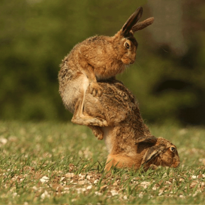 Acrobatie waar de konijnen nog wat van kunnen leren