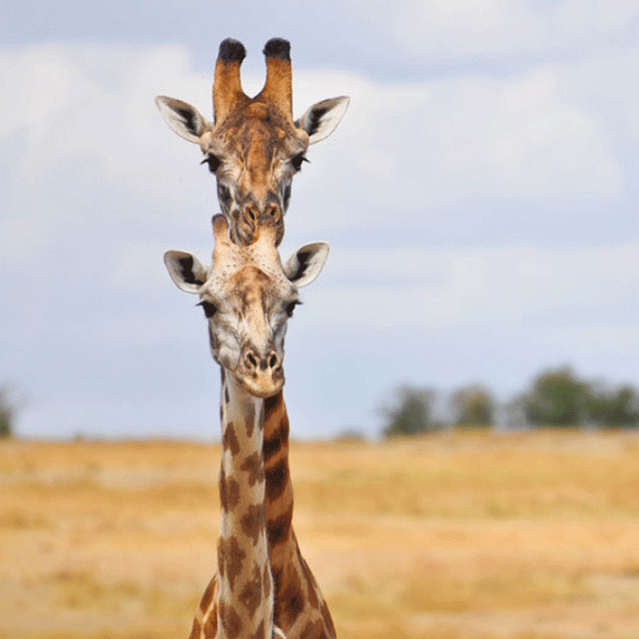 Zo ziet een Siamese giraf er dus uit