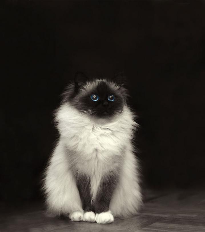 Dit zijn 13 van de meest fluffy katten ter wereld