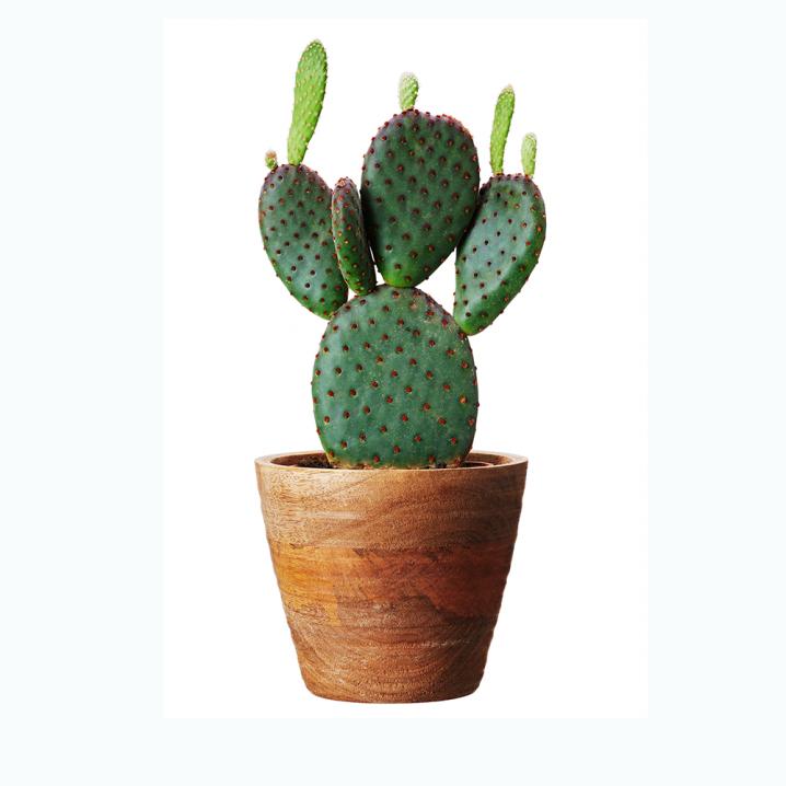 Pot avec cactus