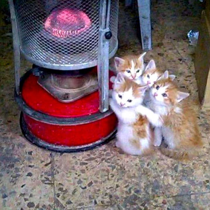 Katten en hun zoektocht naar warmte