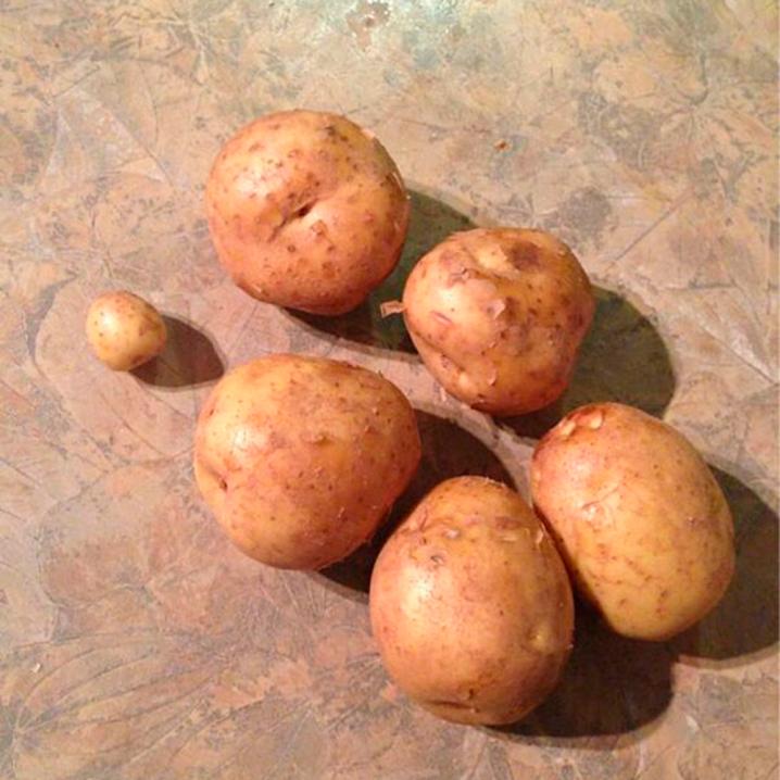 6 aardappelen