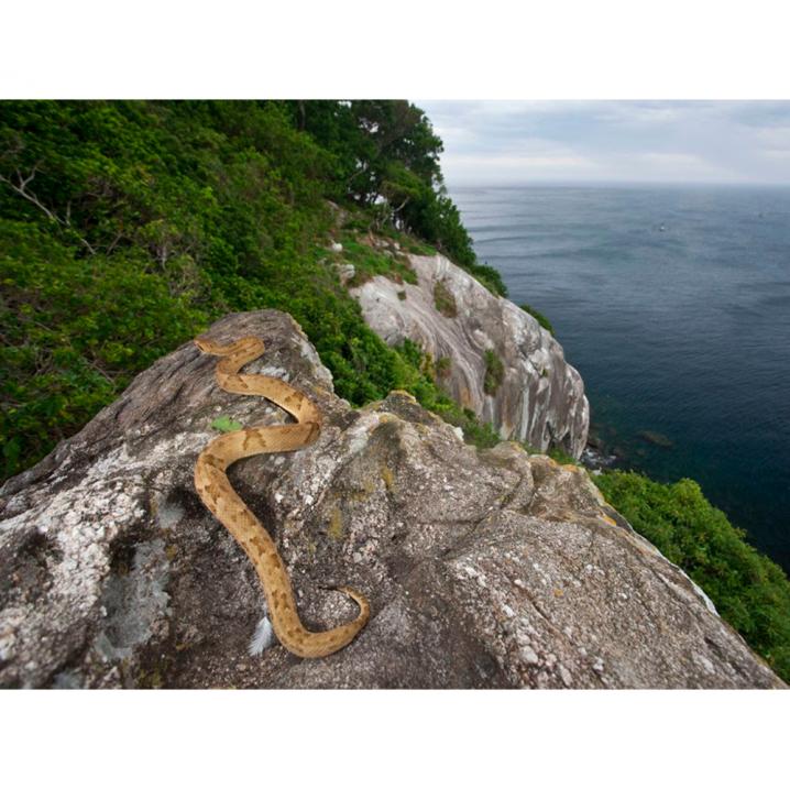 Slangeneiland in Brazilië
