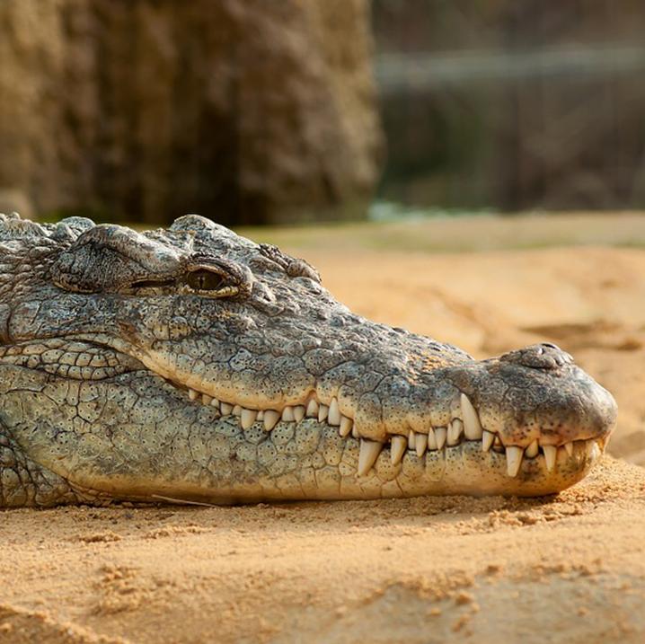 Le crocodile, au Burkina Faso
