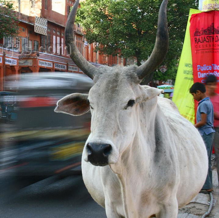 La vache, en Inde