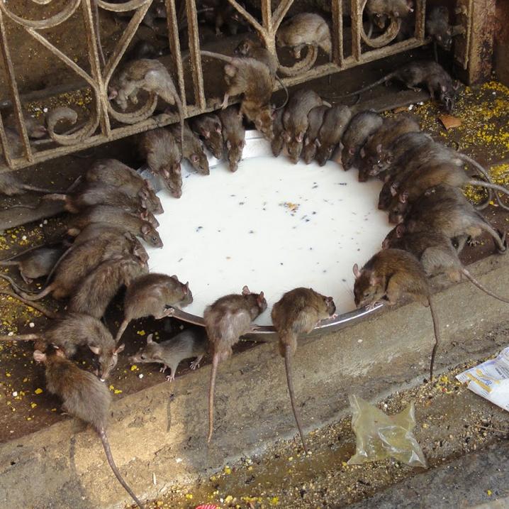 Le rat, au Rajasthan