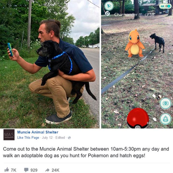 Een hondenasiel doet beroep op 'Pokémon Go'-spelers om hun hondjes uit te laten.