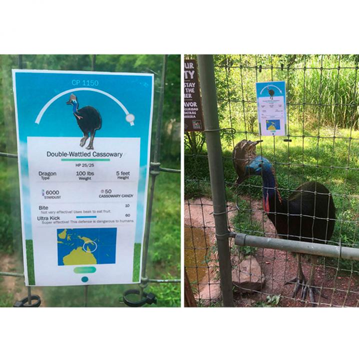 In Birmingham Zoo gaven ze de info over de dieren een 'Pokémon Go'-lay-out, zodat bezoekers terug naar de dieren zouden kijken in plaats van te spelen.