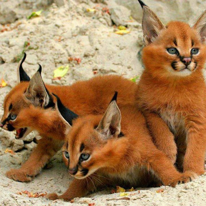 Cute De Caracal Is De Snoezigste Katachtige Die We Ooit Zagen
