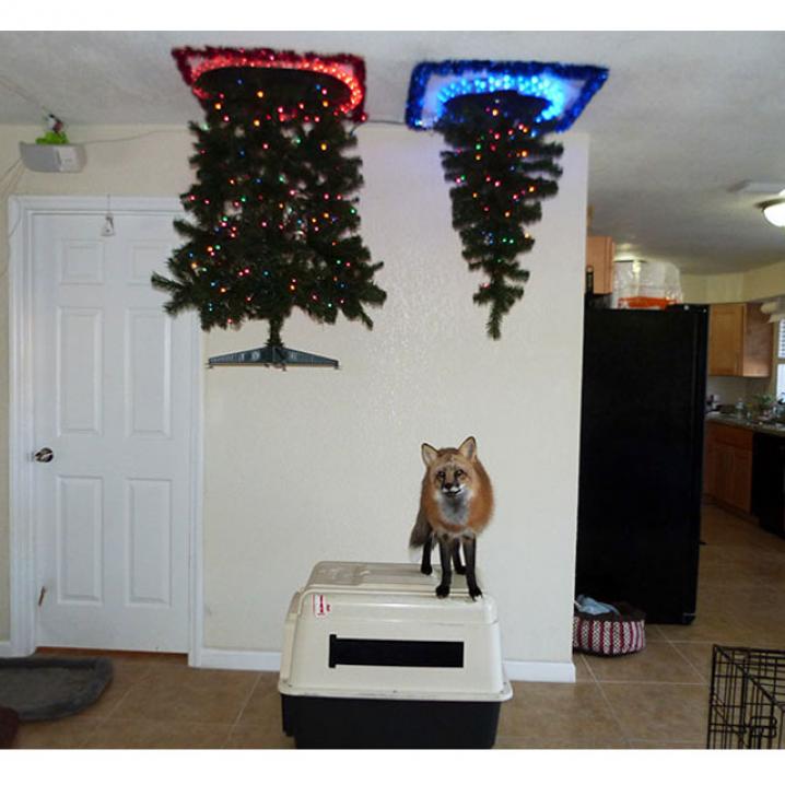 Creatieve oplossingen om je huisdier uit de kerstboom te houden