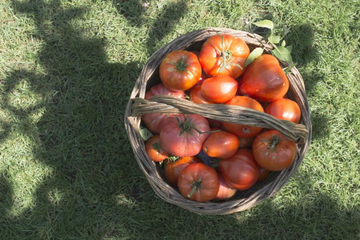 tomaten