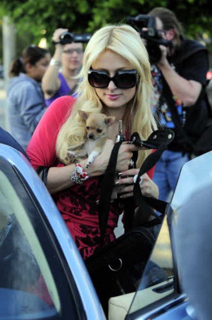 paris hilton dog (11)