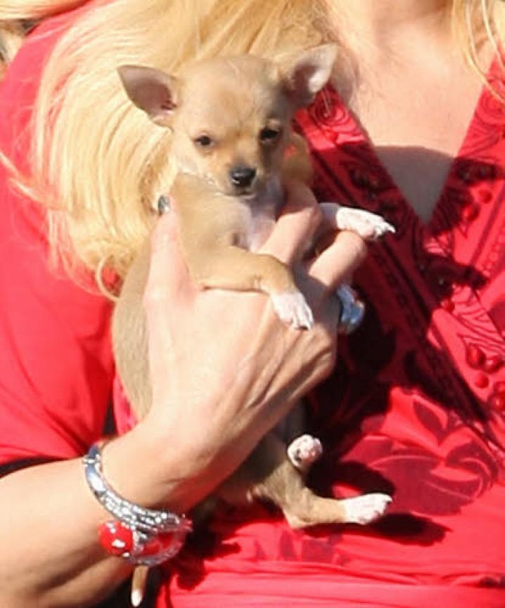 paris hilton dog (12)