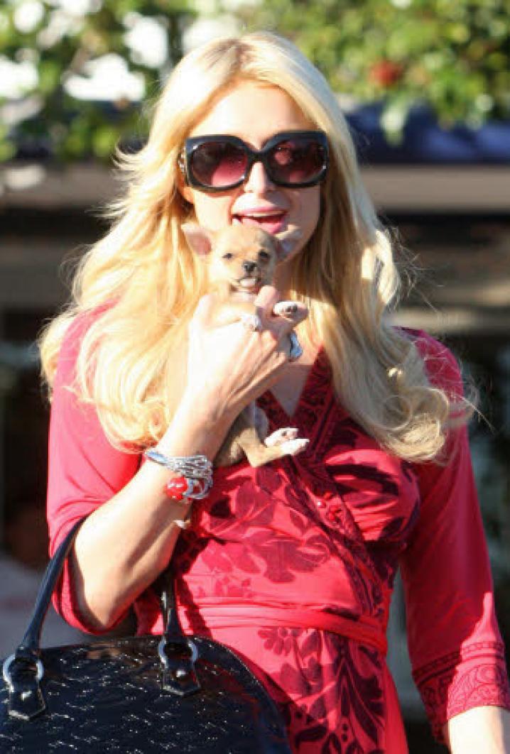 paris hilton dog (2)