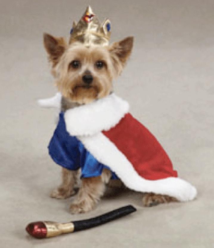 king pup royal dog costume.gif