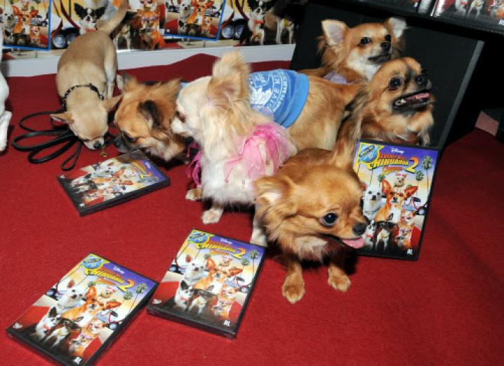 Reporters verly chihuahua003