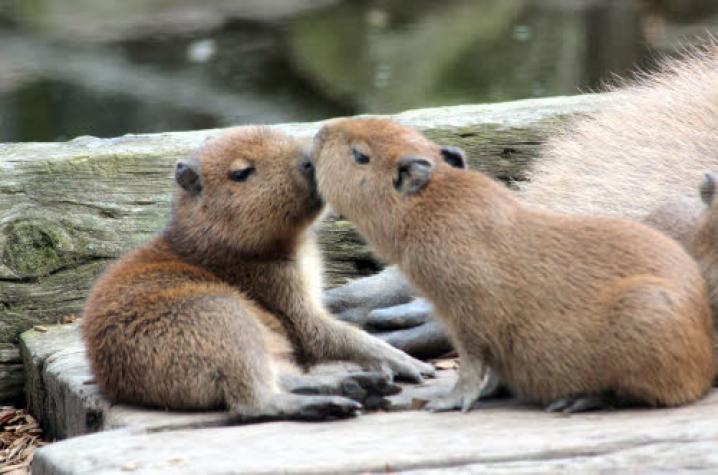Reporters apybara triplets 2