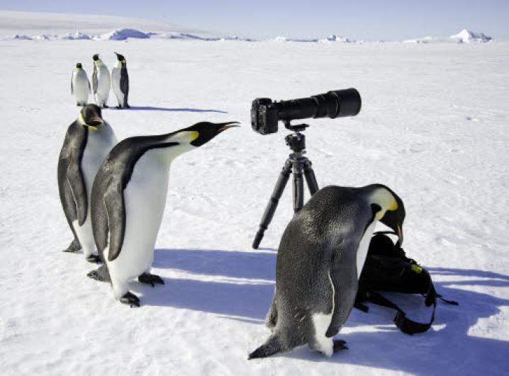 Reporters  penguins 01077544