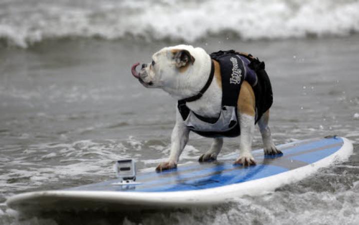 chiens deguisement vetement (2)