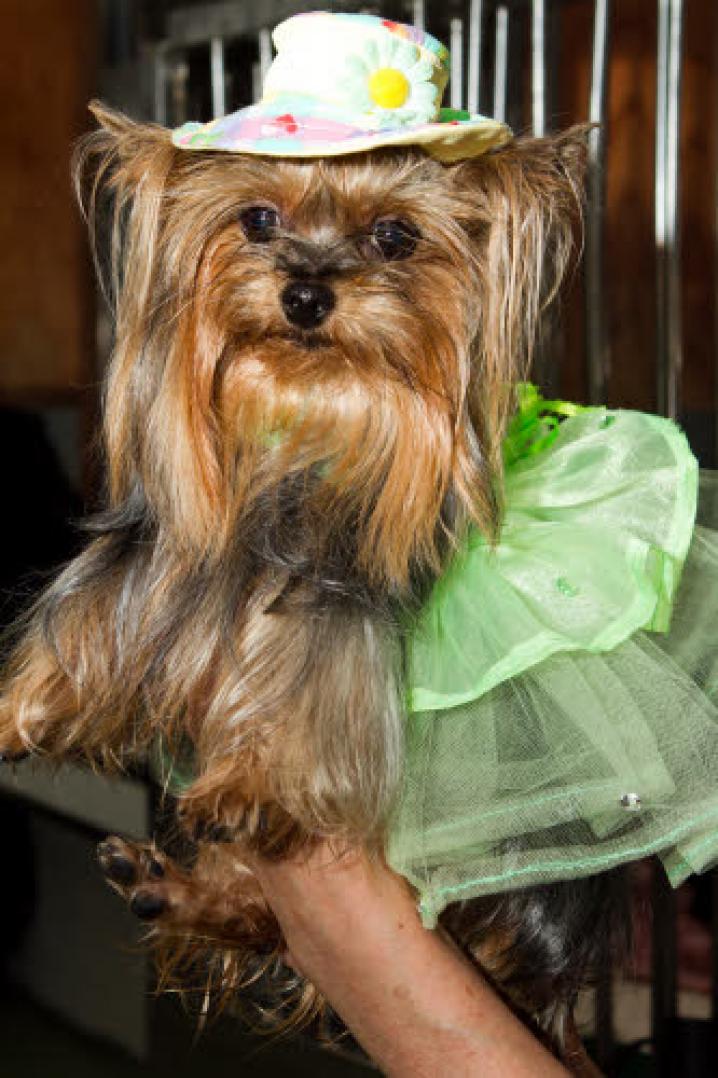 chiens deguisement vetement (1)