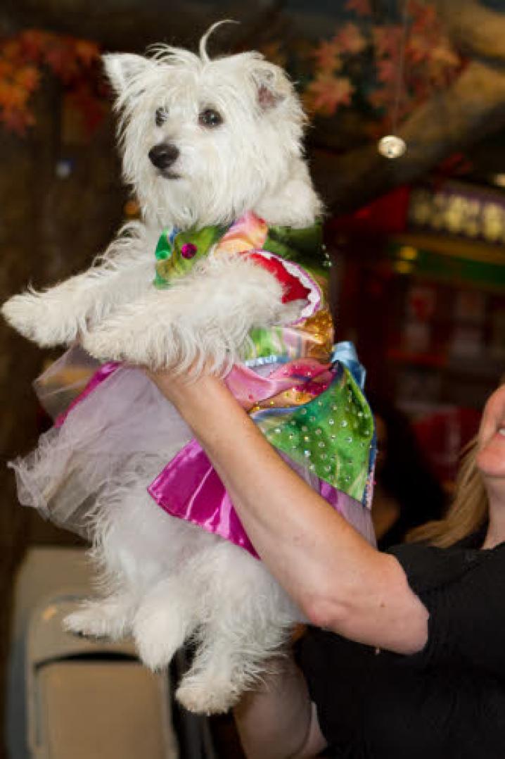 chiens deguisement vetement (8)