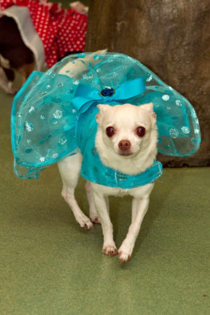 chiens deguisement vetement (12)