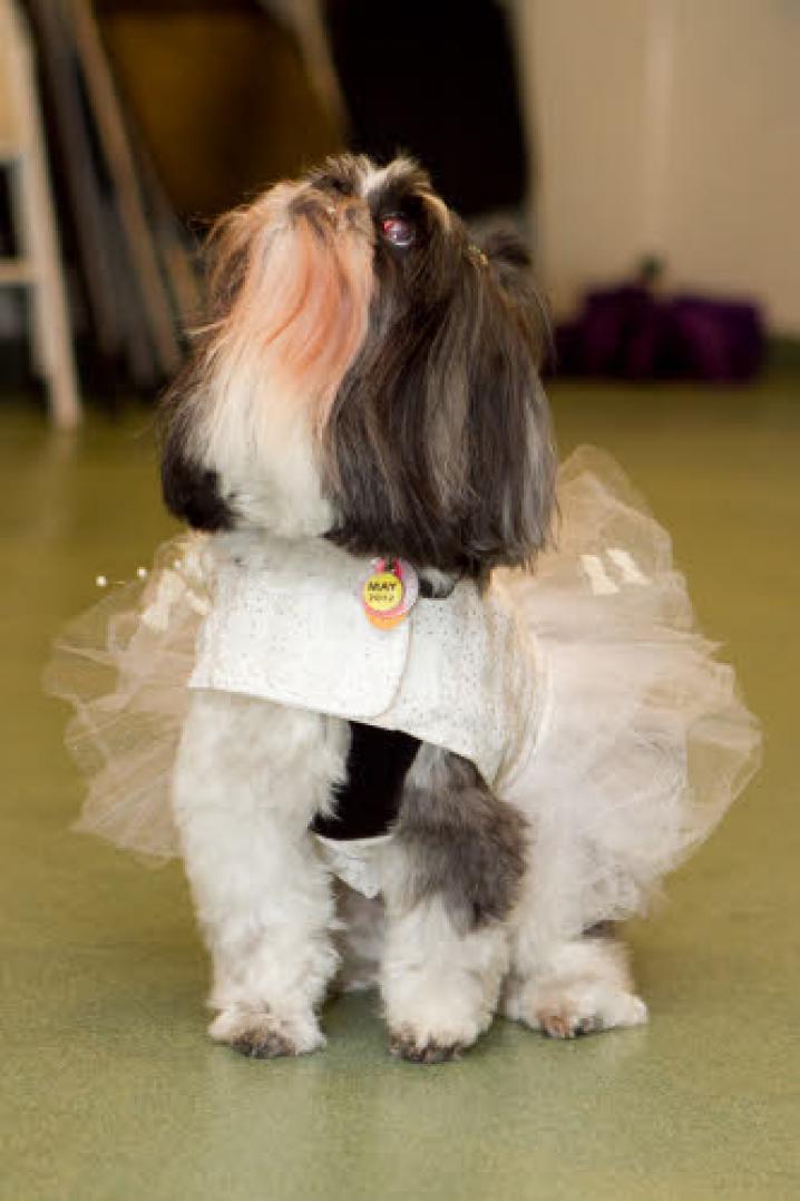 chiens deguisement vetement (14)