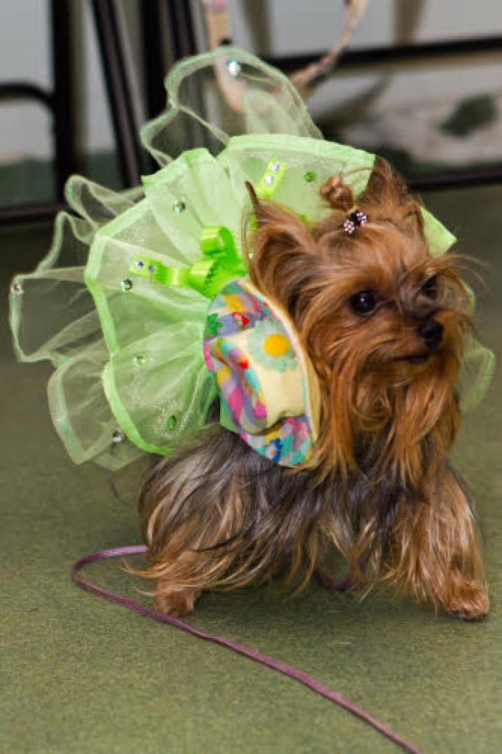 chiens deguisement vetement (15)